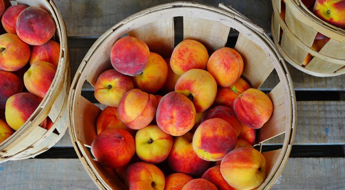 Where to Find Peaches in Utah