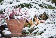 December Garden To-Do’s