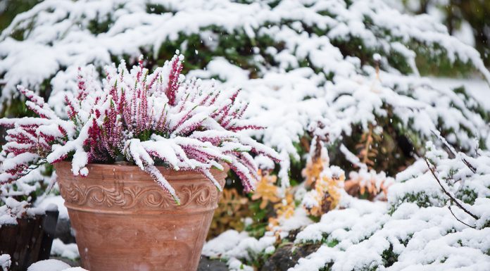 December Garden To-Do’s